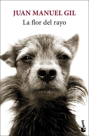 LA FLOR DEL RAYO | 9788432244827 | GIL, JUAN MANUEL | Llibreria Ombra | Llibreria online de Rubí, Barcelona | Comprar llibres en català i castellà online